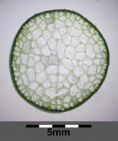 Jonc des chaisiers glauque