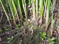 Jonc des chaisiers glauque