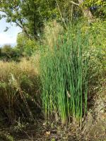 Jonc des chaisiers glauque