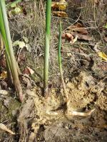 Jonc des chaisiers glauque