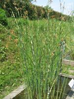 Jonc des chaisiers glauque