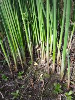 Jonc des chaisiers glauque