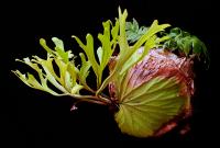 Corne d'élan de Ridley