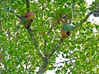 Corne d'élan de Ridley