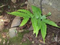 Ptéride à quatre ailes