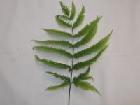 Ptéride à quatre ailes