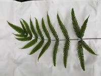 Ptéride à quatre ailes