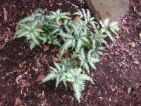 Ptéride à quatre ailes