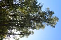 Marguerite arborescente