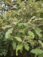 Marguerite arborescente