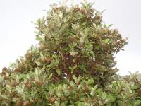 Marguerite arborescente