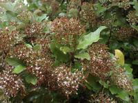 Marguerite arborescente