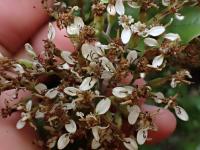 Marguerite arborescente