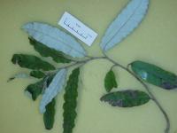 Marguerite arborescente