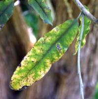 Marguerite arborescente