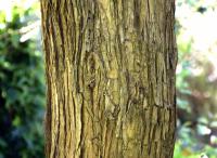 Marguerite arborescente