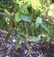 Marguerite arborescente