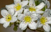 Saxifrage paniculée