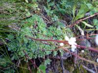 Saxifrage paniculée
