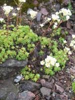 Saxifrage paniculée