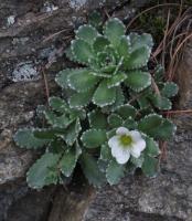 Saxifrage paniculée