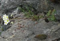 Saxifrage paniculée