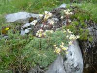 Saxifrage paniculée