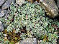Saxifrage paniculée