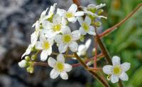 Saxifrage paniculée