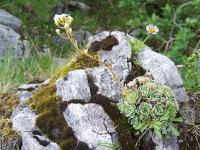 Saxifrage paniculée
