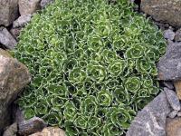 Saxifrage paniculée