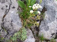 Saxifrage paniculée