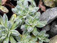 Saxifrage paniculée
