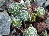 Saxifrage paniculée