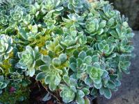 Saxifrage paniculée