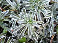 Saxifrage paniculée