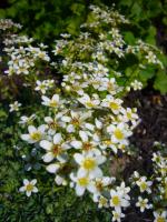 Saxifrage paniculée