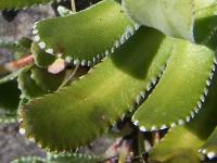 Saxifrage paniculée