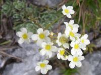 Saxifrage paniculée