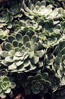 Saxifrage paniculée