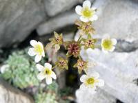 Saxifrage paniculée