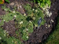 Saxifrage paniculée