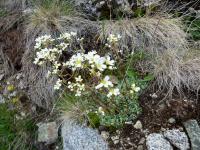 Saxifrage paniculée