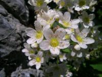 Saxifrage paniculée