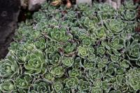 Saxifrage paniculée