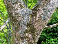 Magnolia de Campbell