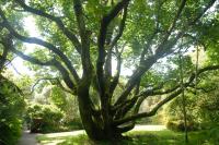 Magnolia de Campbell