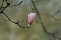 Magnolia de Campbell