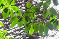 Magnolia de Campbell