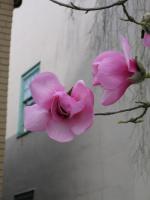 Magnolia de Campbell